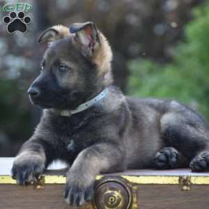 Lukas, German Shepherd Puppy